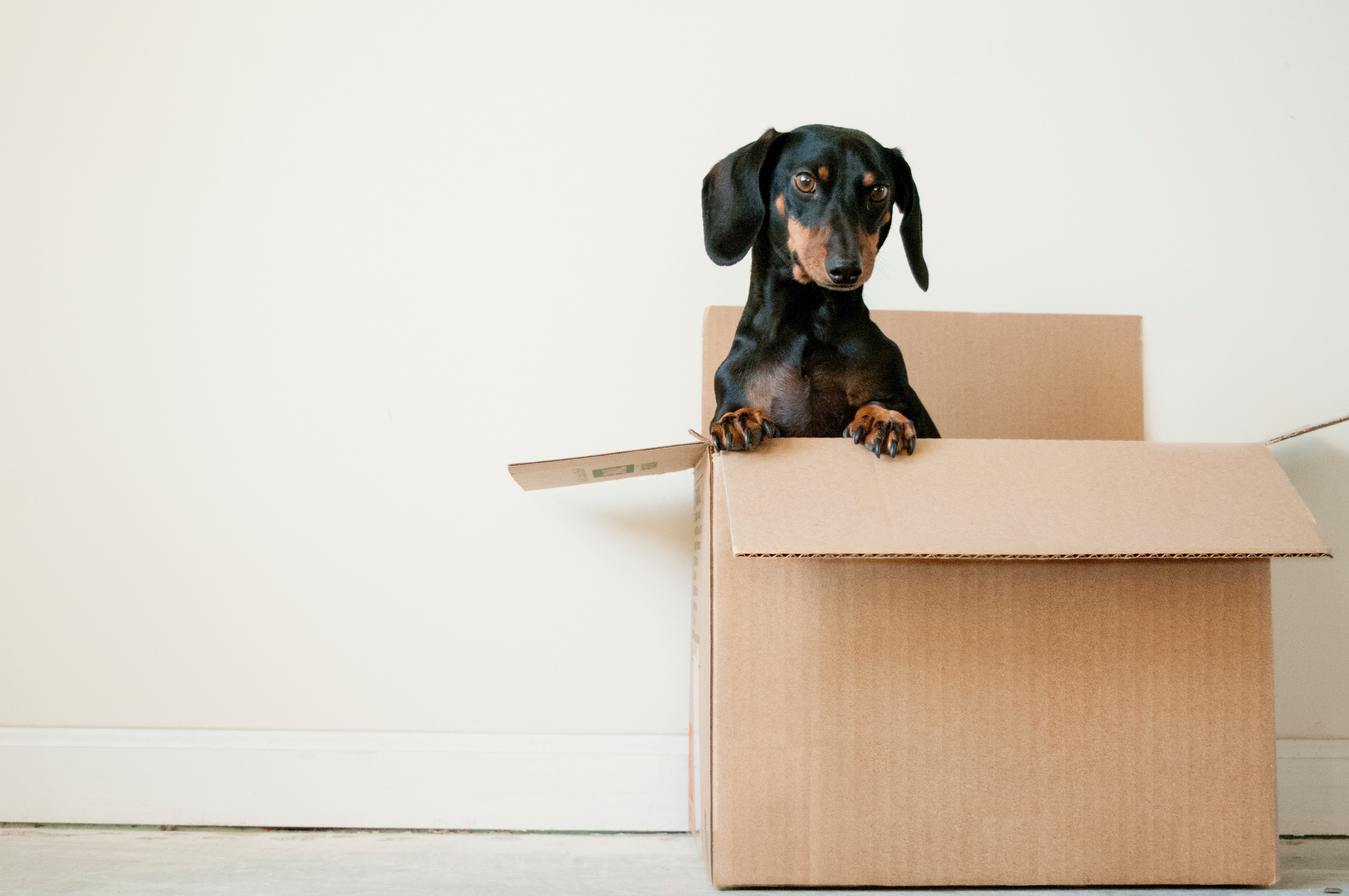 Can a Property Manager Deny Pets? What Every Landlord and Tenant Should Know